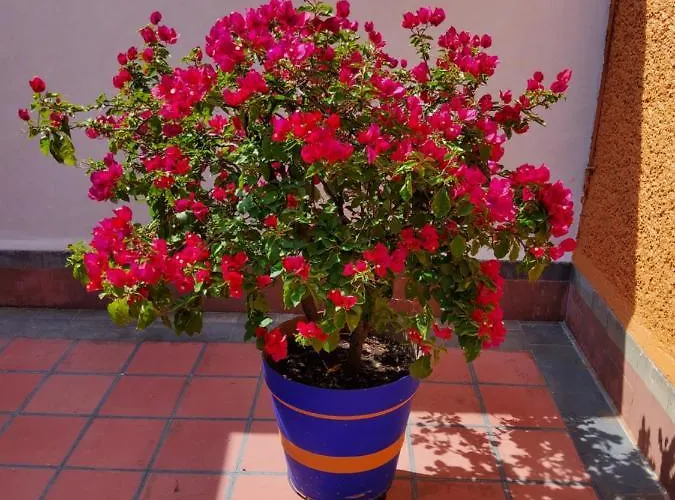Bed & Breakfast Alfonsina